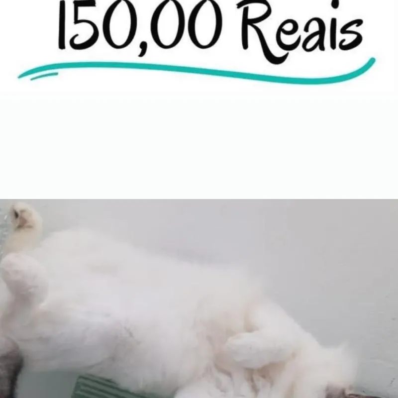 Imagem da campanha Nino precisa de nossa ajuda!