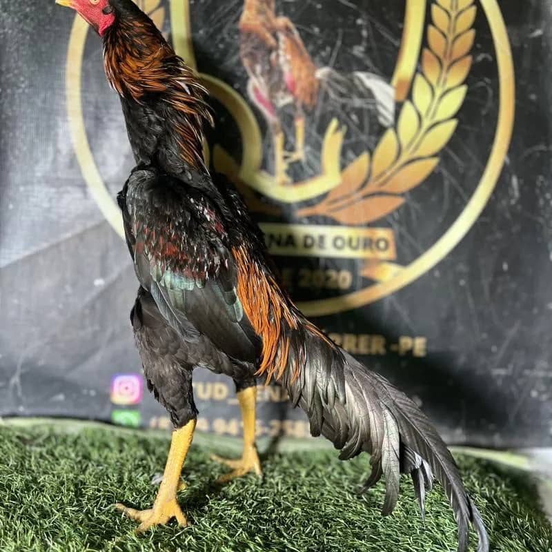 Imagem da campanha FRANGOS PENA DE OURO