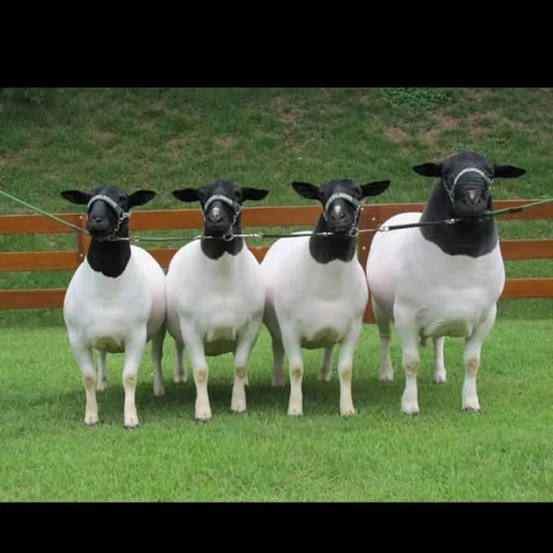 Imagem da campanha Rifa Paraíso do Dorper