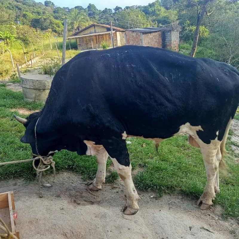 Imagem da campanha Esto rifando esse boi ai me ajude pra mim poder ajudar os outros q tenho