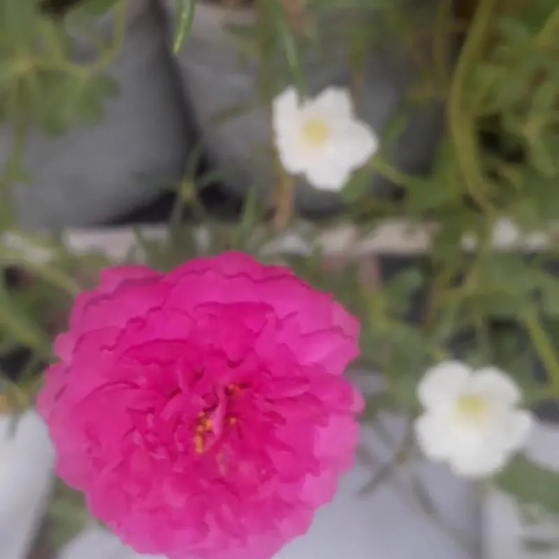 Imagem da campanha Rifa Solidária em prol de tratamento pulmonar