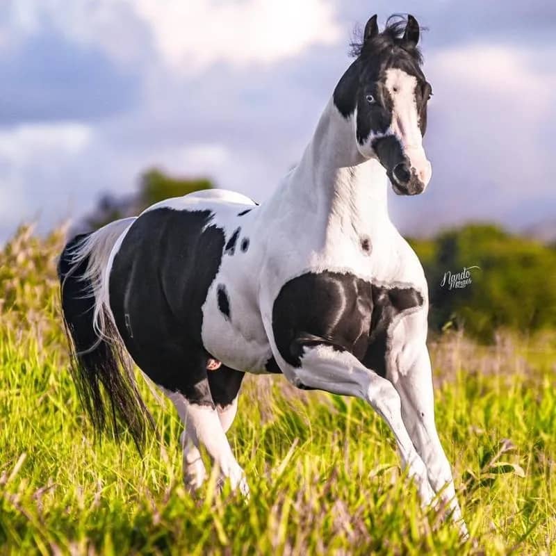 Imagem da campanha O SÉMEN DO PAI DA FILHA DE MADONNA A MARIA ALICE - CHEROKEE ZORREIRO