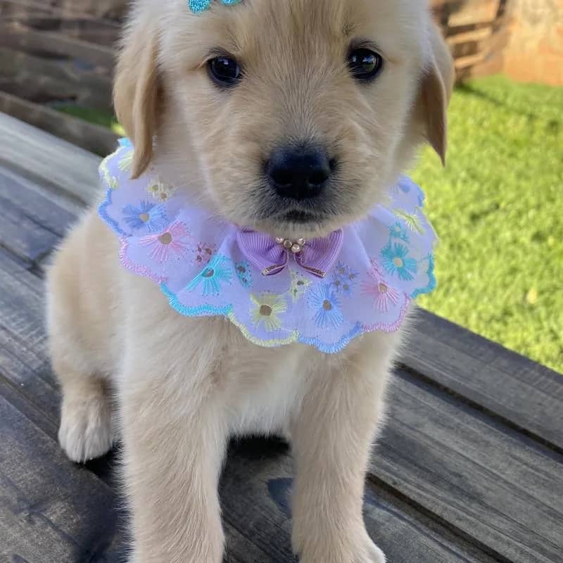 Imagem da campanha Concorra a um lindo filhote de Golden! 🐶💛