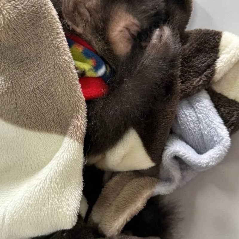 Imagem da campanha Ajude o criadouro sorteio dessa filhote fêmea