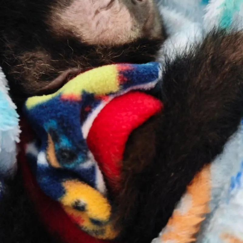 Imagem da campanha Ajude o criadouro sorteio dessa fêmea