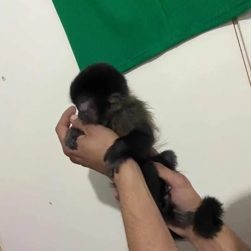 Imagem da campanha Sorteio filhote fêmea