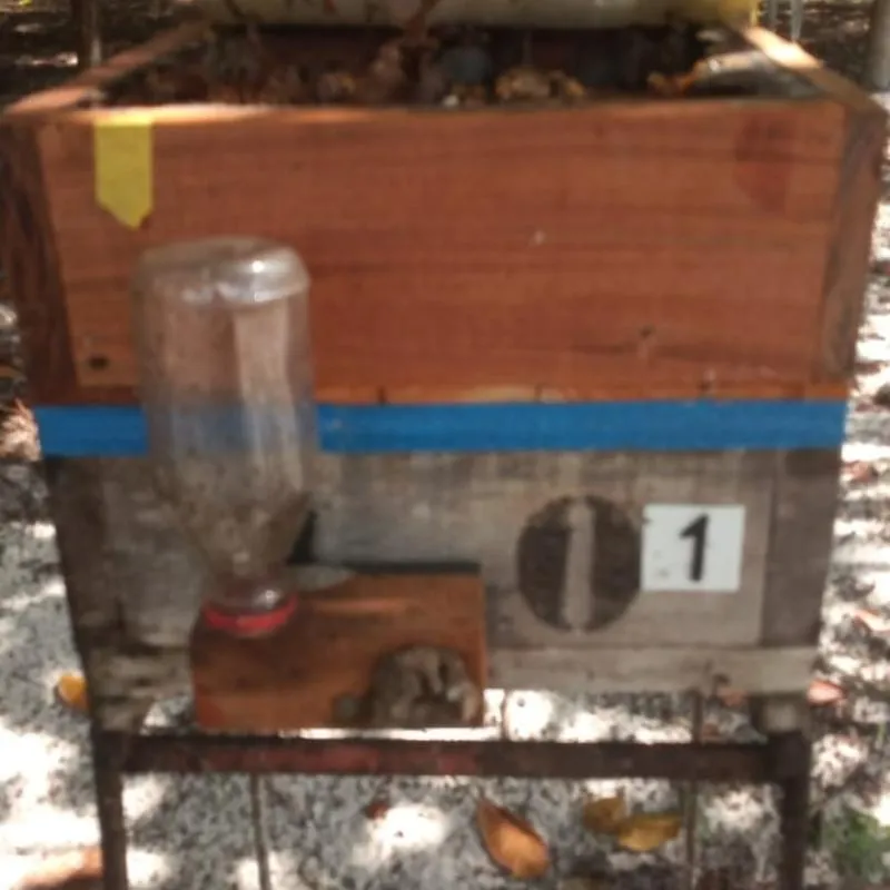 Imagem da campanha Sorteio de uma caixa de uruçu nordestina