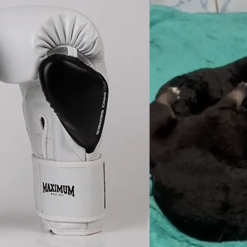 Imagem da campanha Esperança para os Filhotes de Gaia