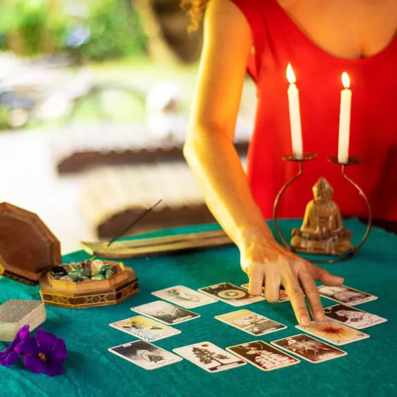 Imagem da campanha Gatinhas resgatadas precisa de ajuda!