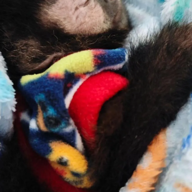 Imagem da campanha Sorteio femea 5 meses