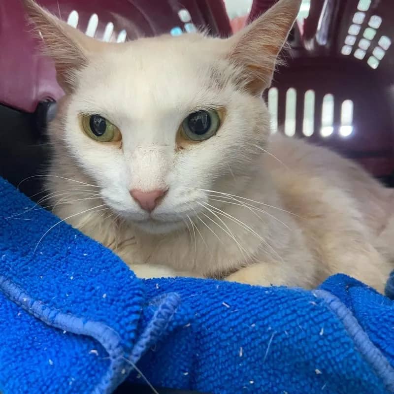 Imagem da campanha Ajude a Branca