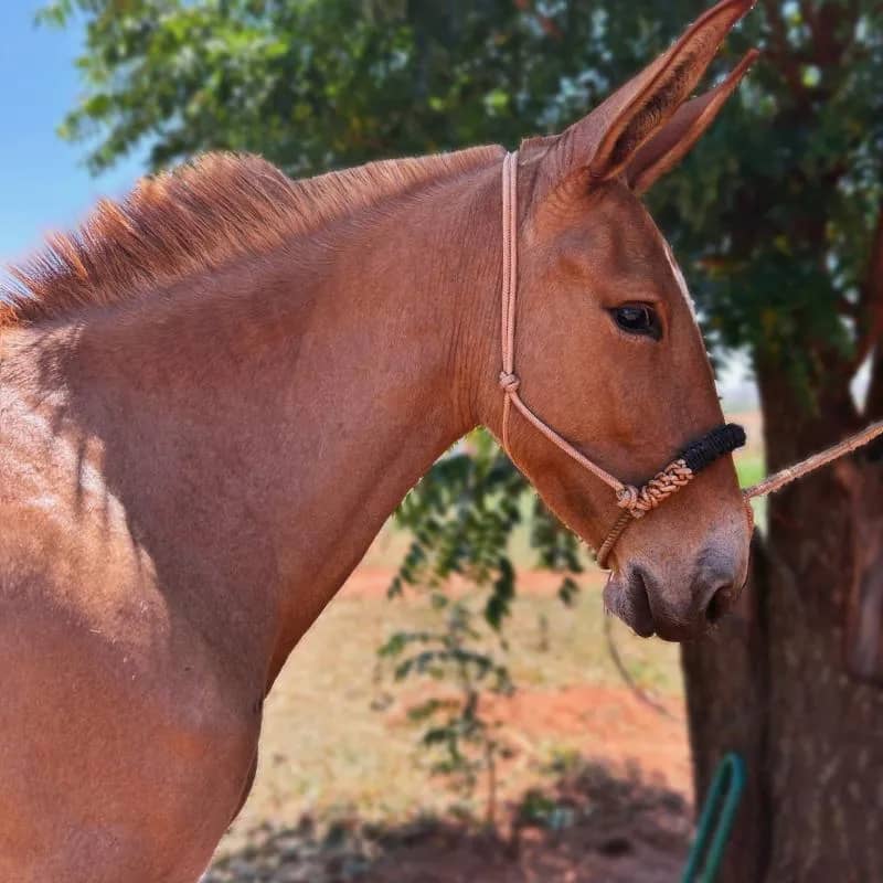 Imagem da campanha Rifa de uma Mula ou 4 mil reais 🐴💰