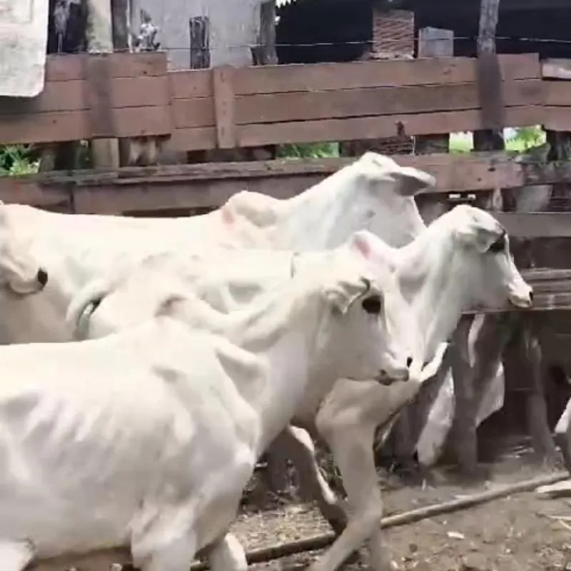 Imagem da campanha 9 GARROTES NELORES