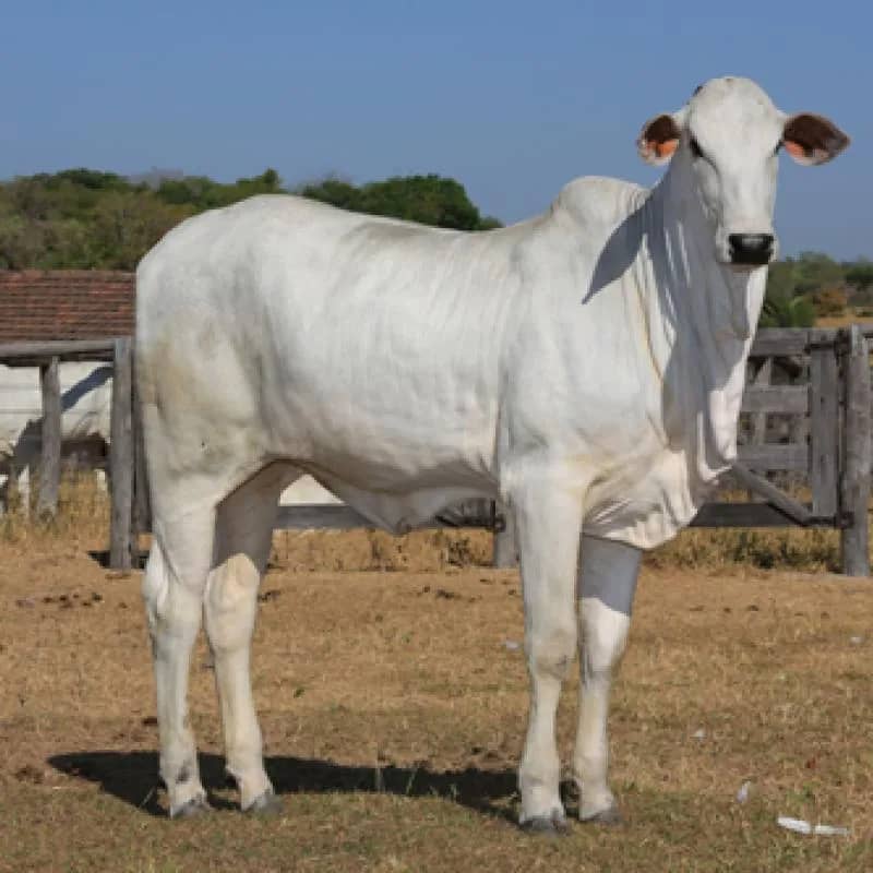 Imagem da campanha Campanha em prol construção da igreja do São João do Rodeio