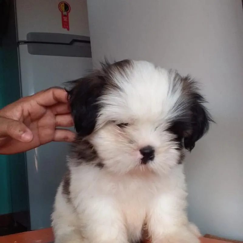 Imagem da campanha Para montagem do quarto das crianças. Prêmio será esse Filhote de Shih Tzu🐶🩵🙏🏽