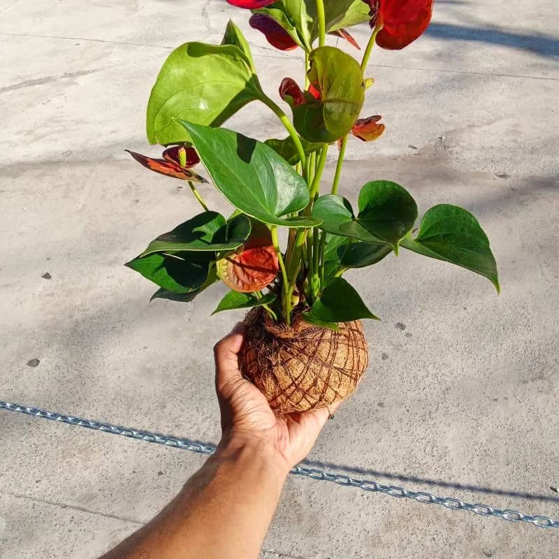 Imagem da campanha Um mundo verde em sua casa