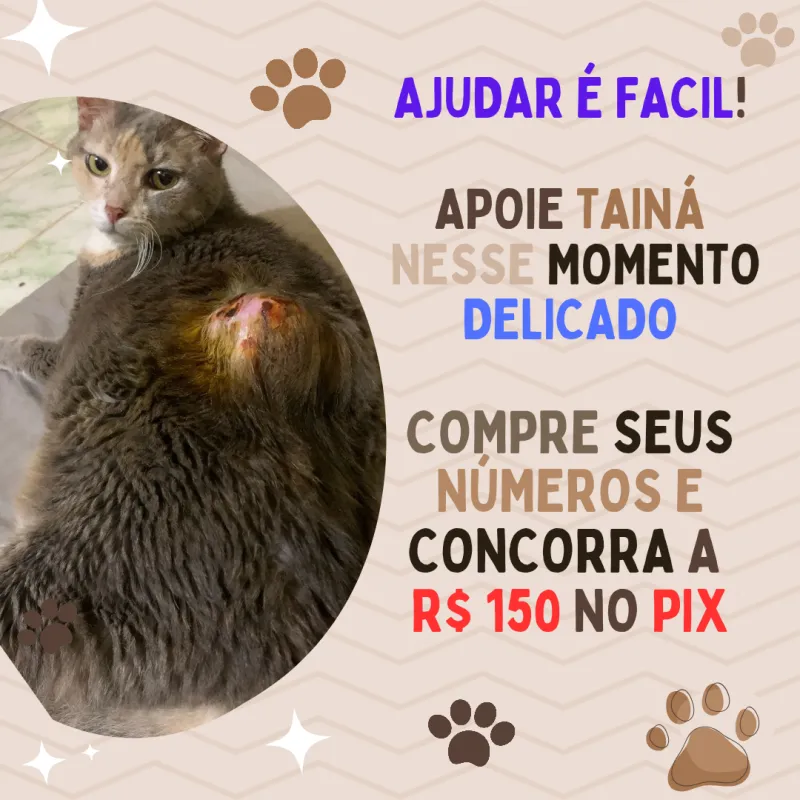 Imagem da campanha Rifa pra cirurgia da gatinha Taina