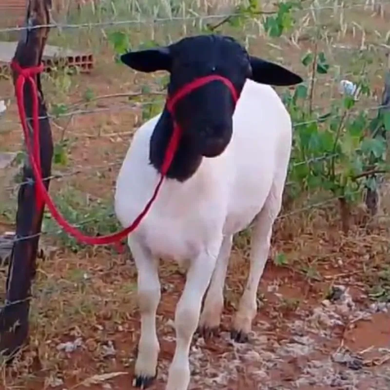Imagem da campanha RIFA DE BORREGO DORPER E UMA FORRAGEIRA