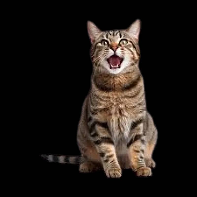 Imagem da campanha Rifa Qtem