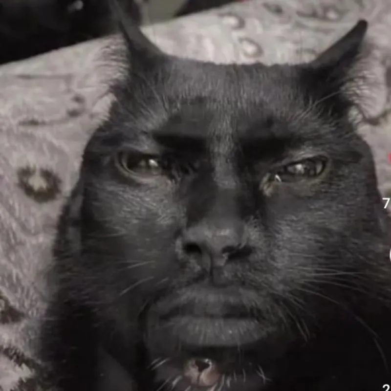 Imagem da campanha Guardiões do amor