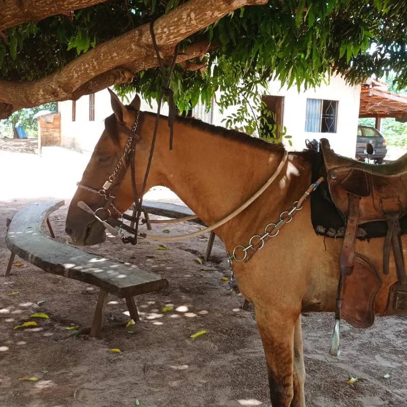 Imagem da campanha Campanha pro, aras gama