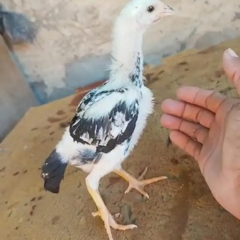 Imagem da campanha FILHO DO PIPOCA NA GALINHA TUTU