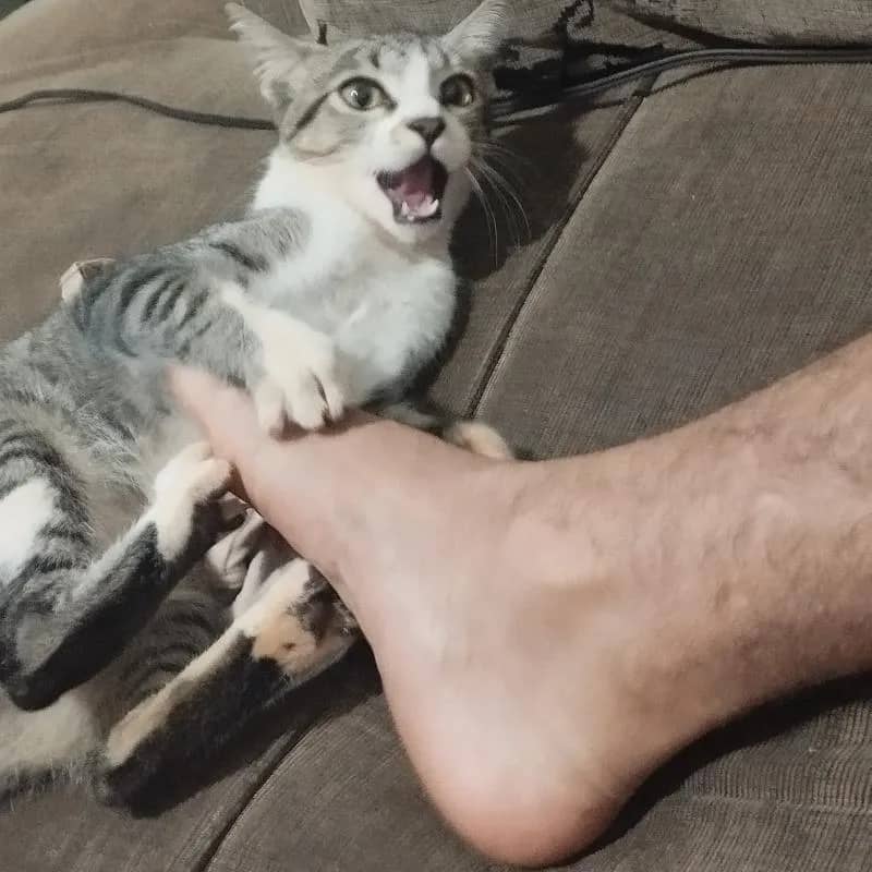 Imagem da campanha Gatinha dos sonhos