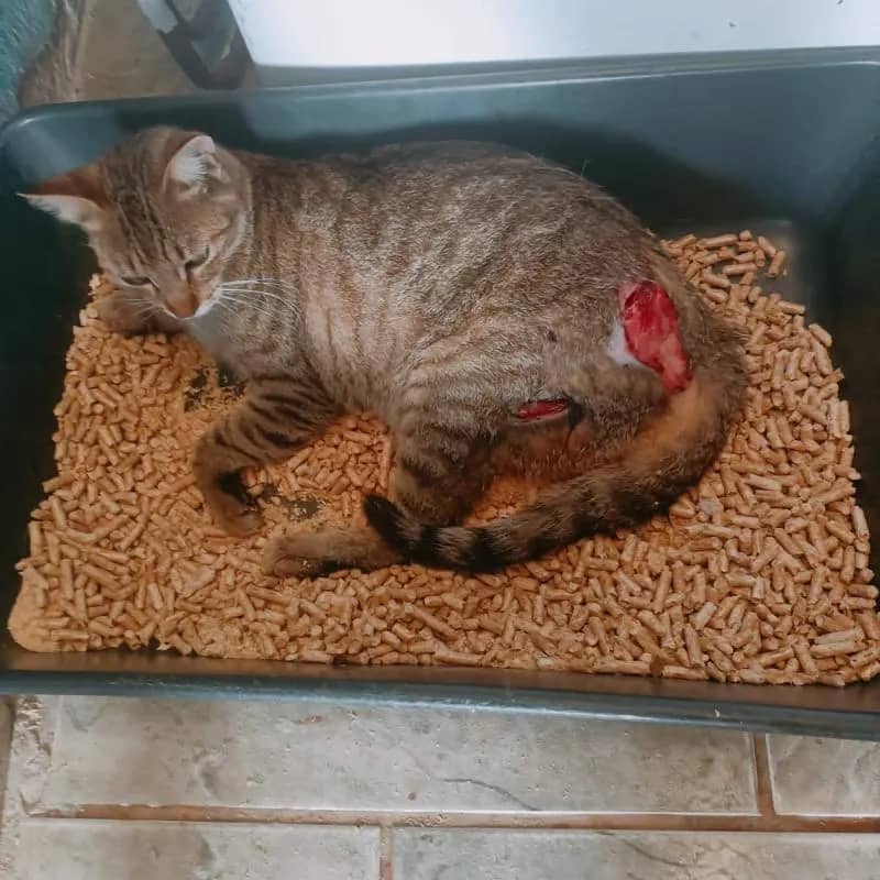 Imagem da campanha 🎗 Rifa Solidária pela Recuperação da Mel 🐾