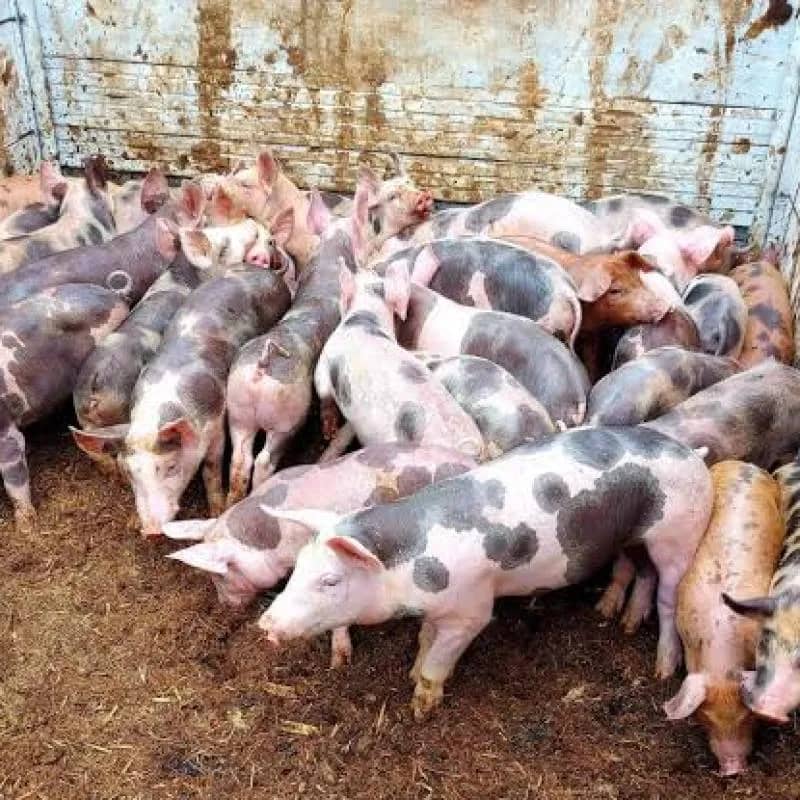 Imagem da campanha 5 leitão Pietrain ou 1.000 no Pix