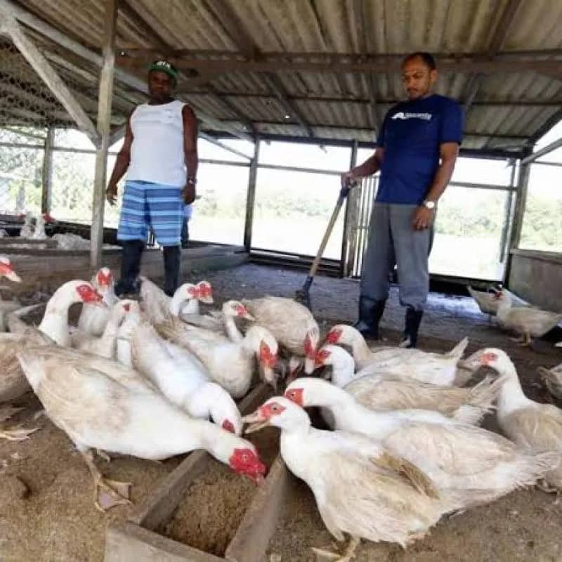 Imagem da campanha 10 patos ou 1.000 no Pix