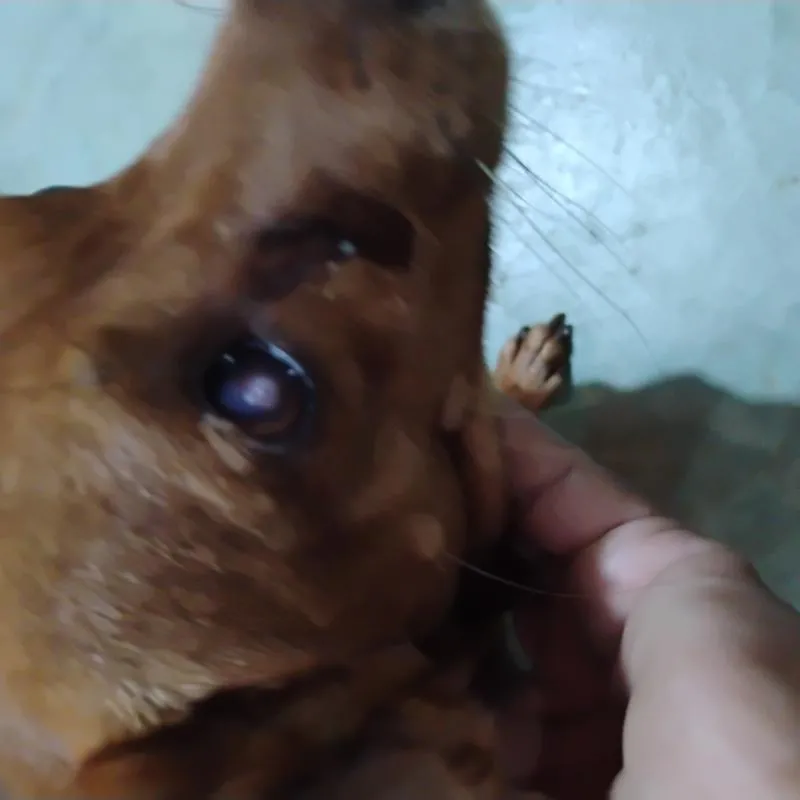 Imagem da campanha AJude um cãozinho