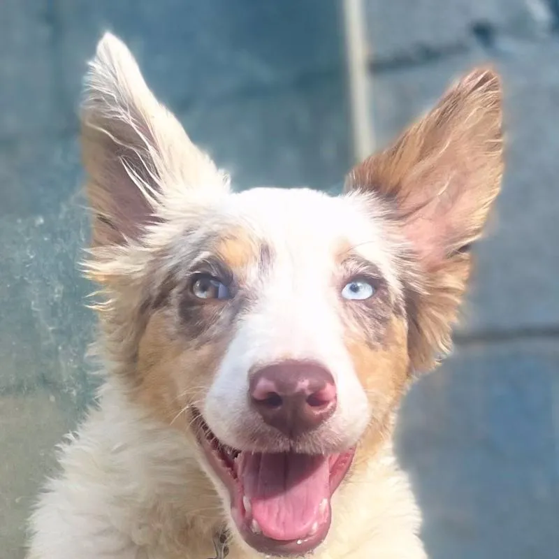 Imagem da campanha Border Collie Nero