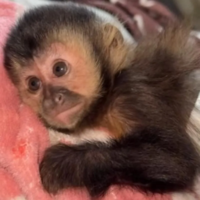 Imagem da campanha Abrace a natureza rifa premiada do seu próprio macaco prego