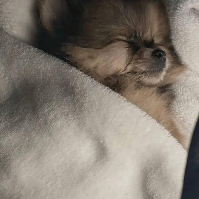 Imagem da campanha RIFA SOLIDÁRIA – AJUDE O FILHOTE DA ELIZA