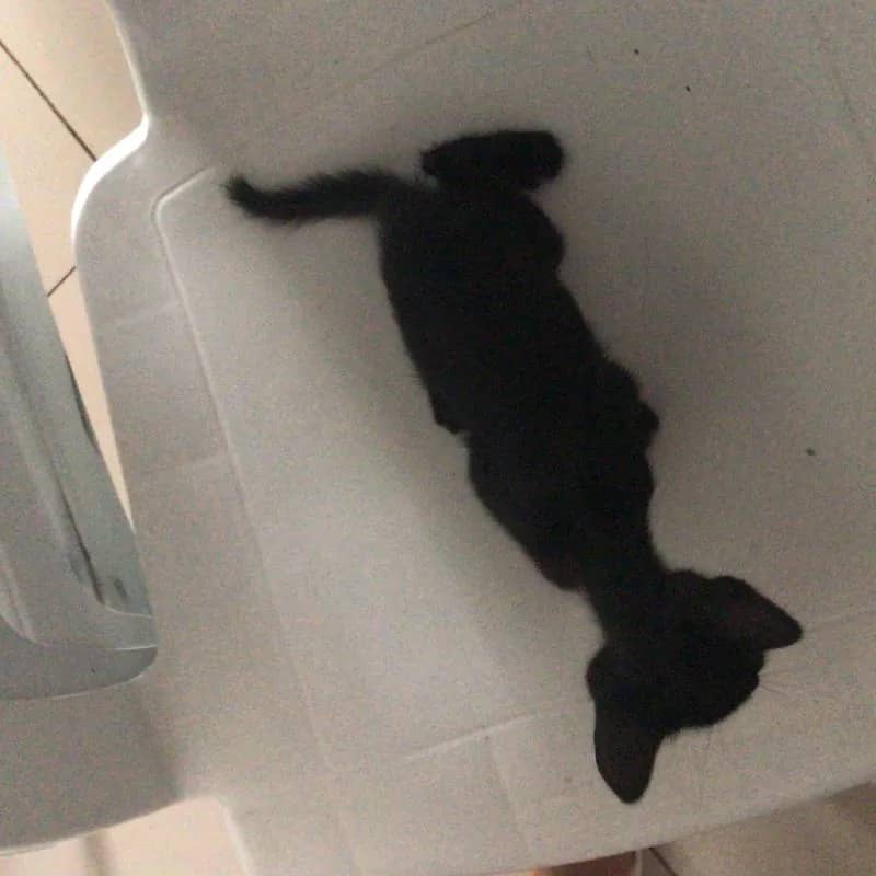 Imagem da campanha comprar essa bela linda gata