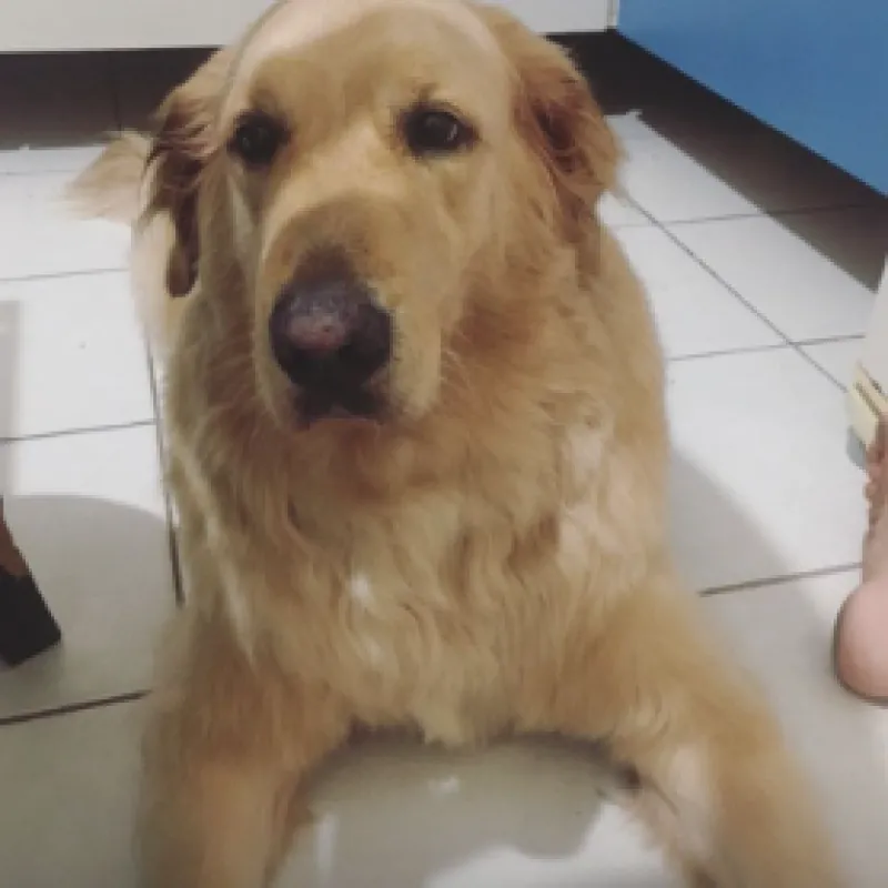 Imagem da campanha COLABORE COM O TUQUINHA