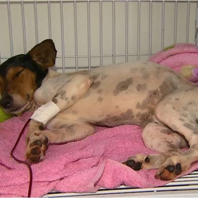 Imagem da campanha cachorrinho