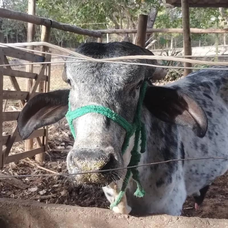 Imagem da campanha Rifa do soberano