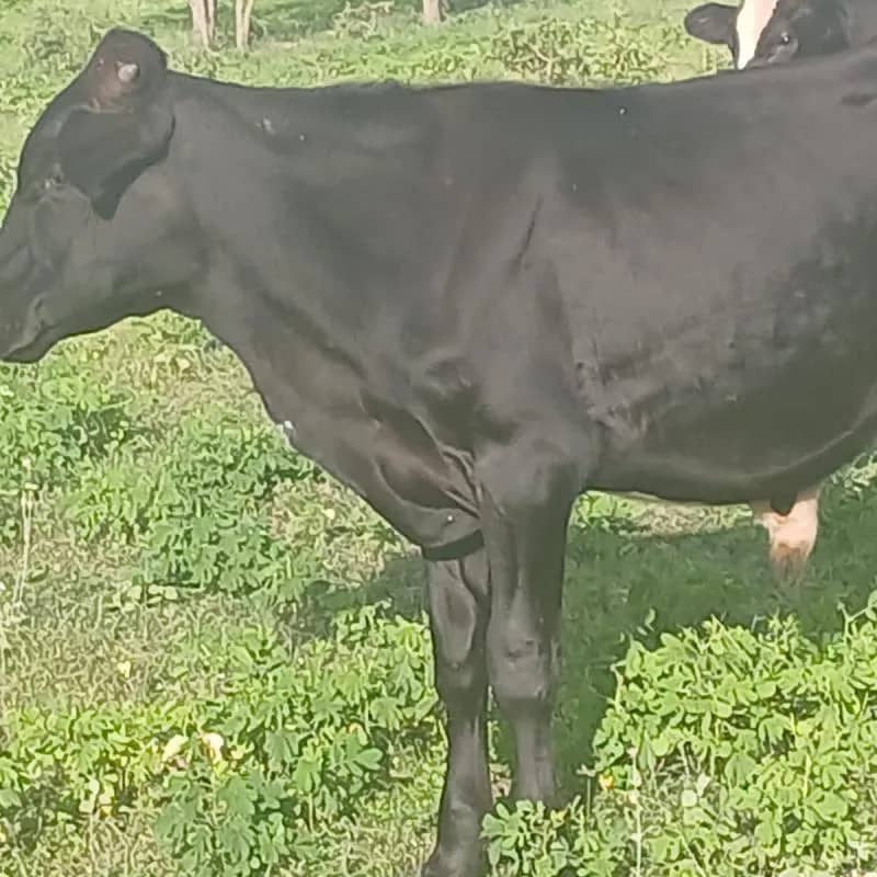 Imagem da campanha Rifa de um garrote!