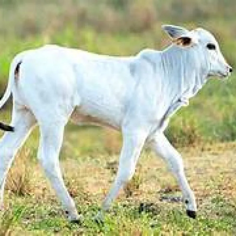 Imagem da campanha RIFA BENEFICIENTE