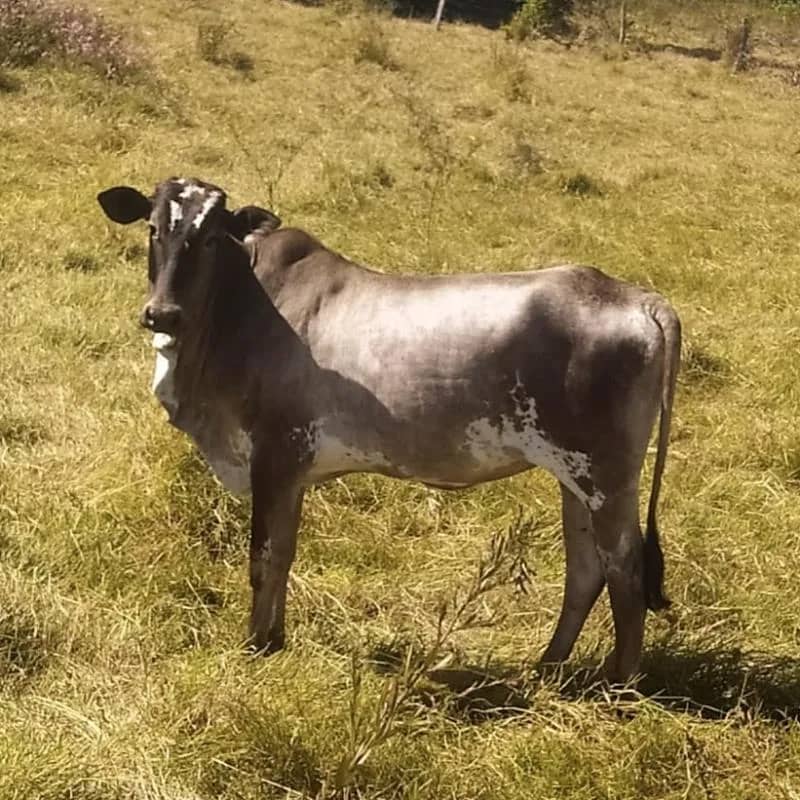 Imagem da campanha Juntos pela Bella — Sorteio 1 Novilha