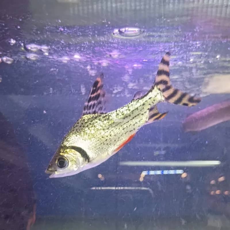 Imagem da campanha 🎟️ RIFA PREMIADA – LEVE UM JARAQUI OU UM VOUCHER NO VALOR DE R$ 300,00! 🎣✨