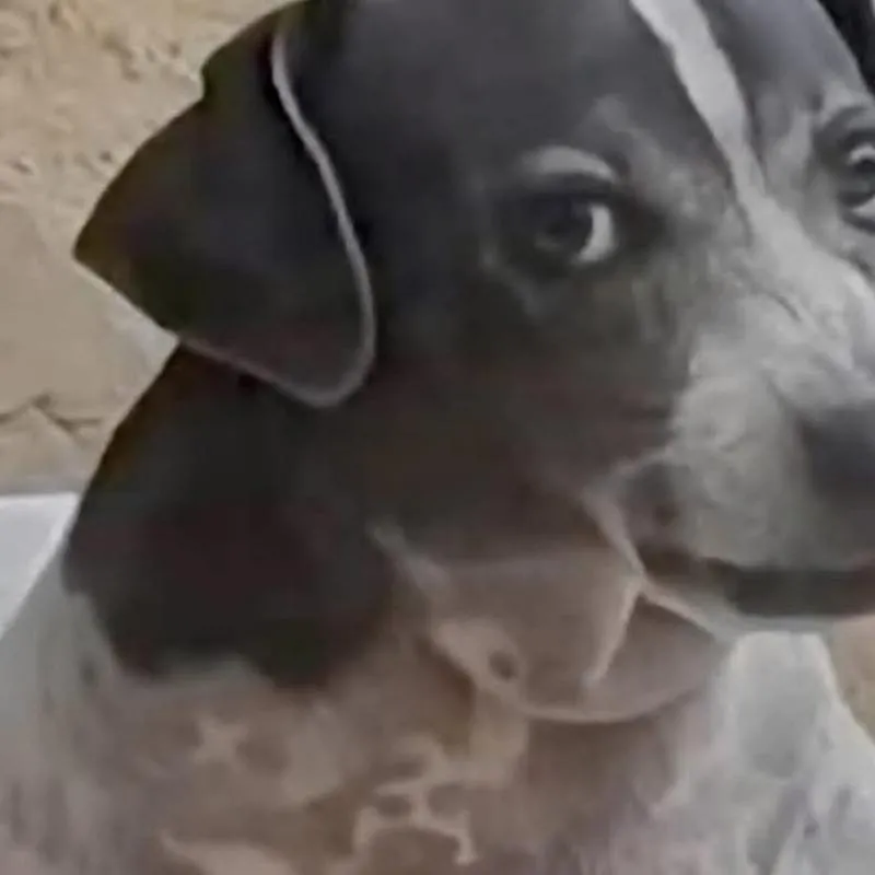 Imagem da campanha Gggg