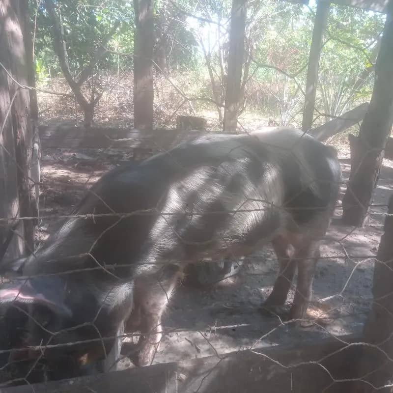 Imagem da campanha golden pig você ganharam esse leitão de 40 kg ou 500 reais Bo pix na hora