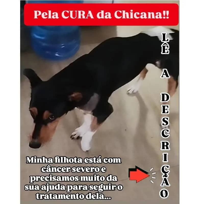 Imagem da campanha Pela Cura Da Chicana