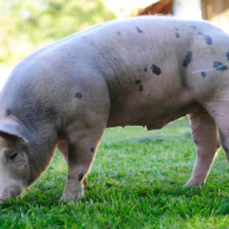 Imagem da campanha Rifa Beneficente Igreja de Cristo - Uma leitoa de aproximadamente 30kg - com a opção de entrega viva ou "limpa".