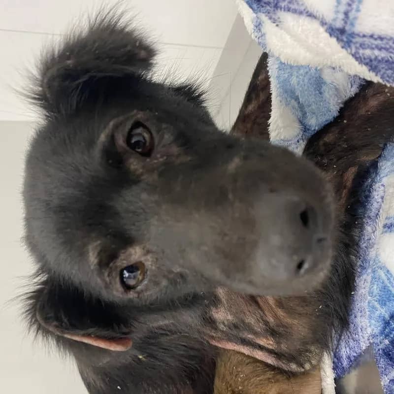 Imagem da campanha Salve a Madalena e o Rincão!