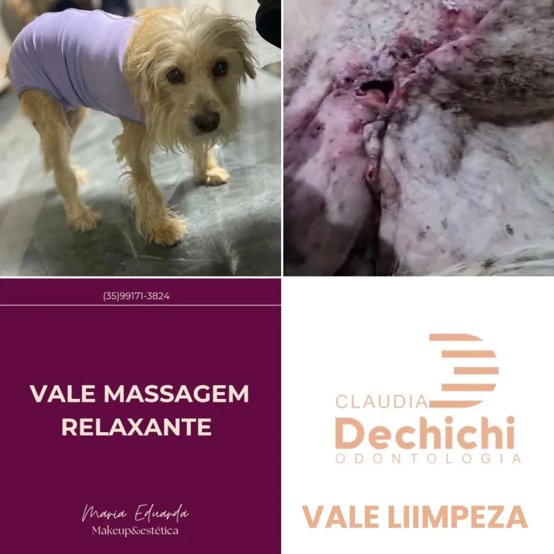 Imagem da campanha CIRURGIA LOLA