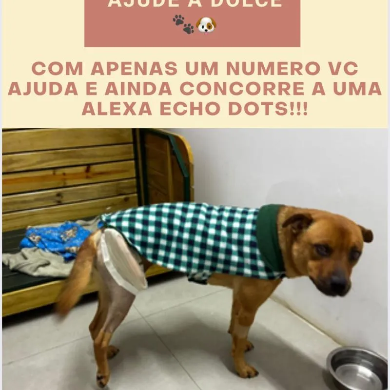 Imagem da campanha RESGATE DOLCE ABANDONADA ATROPELADA NO CANTEIRO