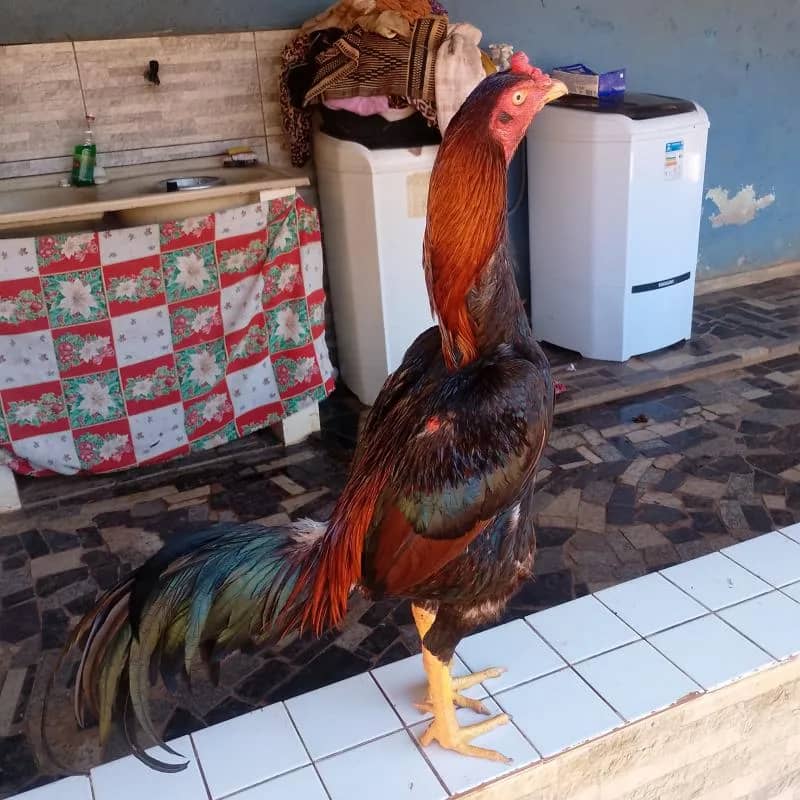 Imagem da campanha Rifa de um frango caboclo